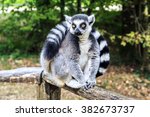 Ring Tailed Lemur Sitting In...