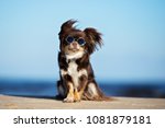 Funny Chihuahua Dog Posing On A ...