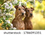 Two Irish Terrier Dogs Posing...