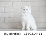 White Fluffy Kitten With Blue...