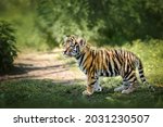 Beautiful Young Bengal Tiger...