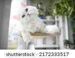 Funny White Cat With Blue Eyes...