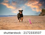 Happy Rottweiler Dog Running On ...