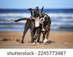 two boxer dogs playing tug of war on the beach with a ball toy