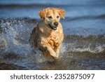 happy golden retriever dog running in the water, close up shot at the beach