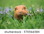 Adorable Guinea Pig Posing On...