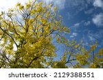 Small photo of Colourful Golden sunlit Black Locust Tree is also known as Robenia Tree (Pseudoacacacia ) with bright yellow golden leaves, dark bark-covered tree trunk and branches against a Blue sky. Australia