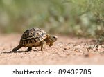 Small Leopard Tortoise Walking
