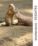 Two Prairie Dogs Cuddling And...