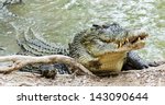 Close up of saltwater crocodile as emerges from water with a toothy grin. The crocodile