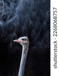 Common Ostrich Portrait  Large...
