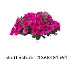 Pink Petunia Flowers In A Large ...