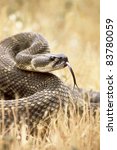 California Rattlesnake