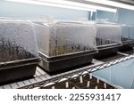 Trays of seed starting equipment growing indoors under LED grow lights, with condensation forming on the humidity domes