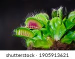 Venus Fly Trap Is On Of The...