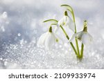 Snowdrop Flowers In The Snow ...