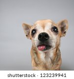 A Chihuahua On A Gray Background