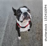 A Boston Terrier Looking At The ...