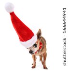 A Chihuahua With A Red Santa...