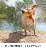 A Lab Mix Shaking Off Water...