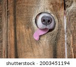 A Cute Dog's Nose And Tongue...
