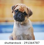 Small photo of a cute chihuahua pug mix puppy (chug) looking at the camera with a head tilt in front of a fenced in pool in a backyard during summer