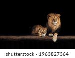 Lion And Lioness  Animals...