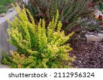 Small photo of Bushes of Japanese barberry or Berberis thunbergii of different varieties in landscaping. Variety Maria with golden yellow leaves and variety Helmond Pillar with purple-red leaves