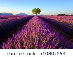 Tree in lavender field at sunrise in Provence, France