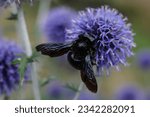 Xylocopa violacea, the violet carpenter bee on a purple flower