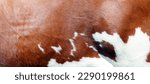 Small photo of cowhide with abstract red and white pattern on side of cow