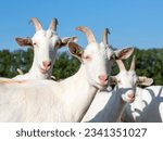 Flock of white horned goats in...
