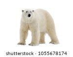 Polar Bear Isolated On The...