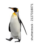 King Penguin Isolated On The...