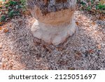 Small photo of Tree trunk gnawed by European beaver. Huge damaged oak with beaver teeth marks. Oak damaged by beavers and chips of wood on the ground. Concept: Damage caused by wildlife