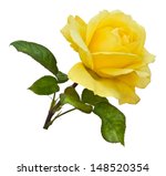 A Single Golden Yellow Rose On...