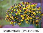 Bush Of Horned Pansy In An...