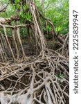 Small photo of Masive banyan tree root system in rain forest, Sang Nae Canal Phang Nga, Thailand.