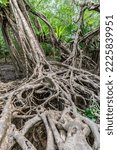 Small photo of Masive banyan tree root system in rain forest, Sang Nae Canal Phang Nga, Thailand.