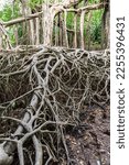 Small photo of Massive banyan tree root system in rain forest, Sang Nae Canal Phang Nga, Thailand