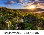 beautiful sunrise and wildflowers at rowena crest viewpoint, Oregon.