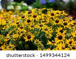 Sunny little goldstar rudbeckia coneflowers