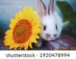 Little Rabbit And Sunflower At...