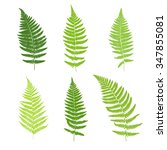 Set Of Fern Frond Silhouettes....