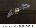 Pipistrelle bat  pipistrellus...