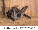 Grey Long Eared Bat  Plecotus...