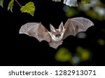 Flying bat hunting in forest....