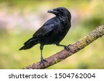 Carrion crow (Corvus corone) black bird perched on branch and looking at camera