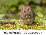 Small photo of Field vole or short-tailed vole (Microtus agrestis) eating berry in natural habitat green forest environment.