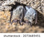 Brown Long Eared Bat  Common...